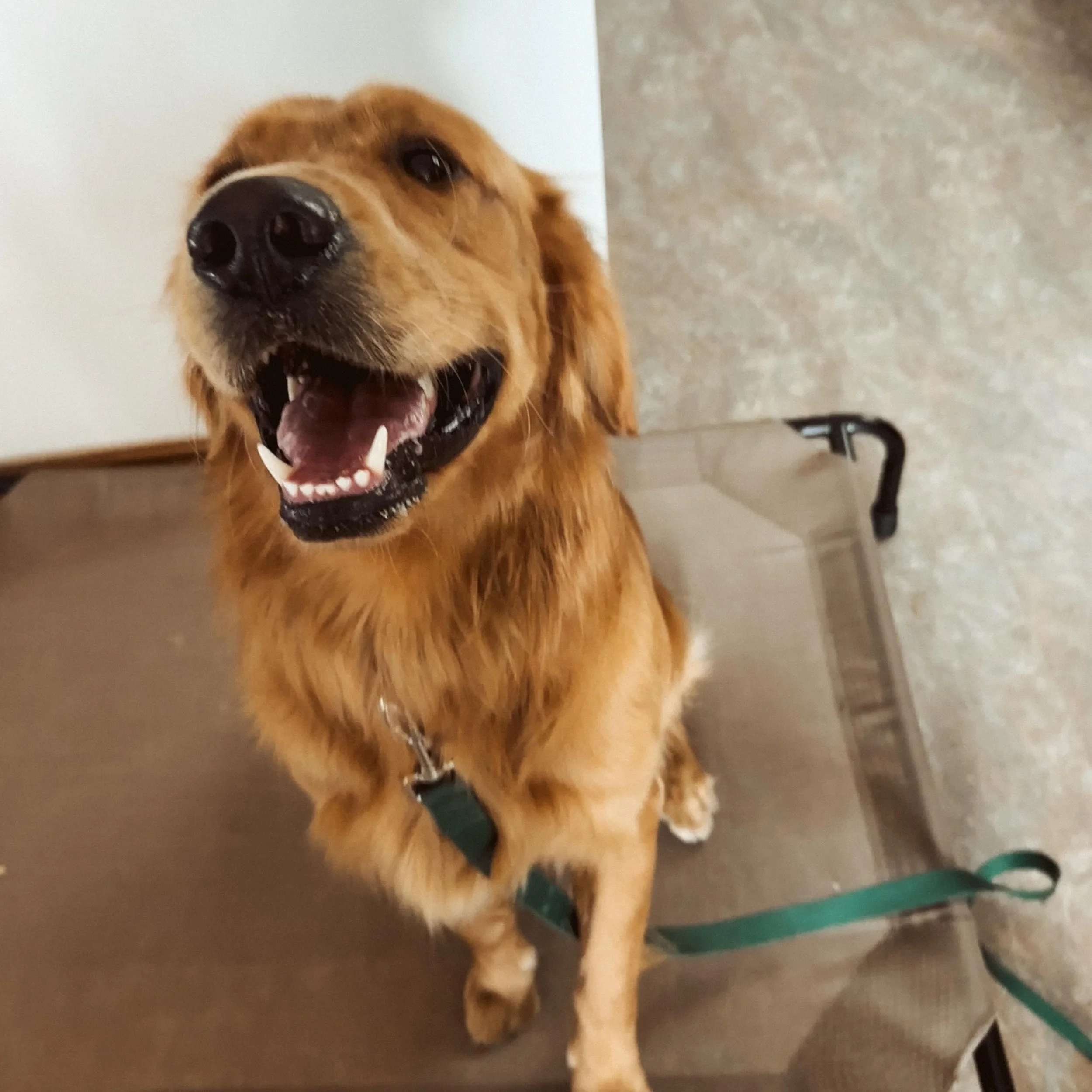 Cooper wanted me to add this epic Eyewitness audio to his training pic

#placecommand #goldenretrieverlovers #dogtraining101 #boardandtrainprogram #dogtrainersohio