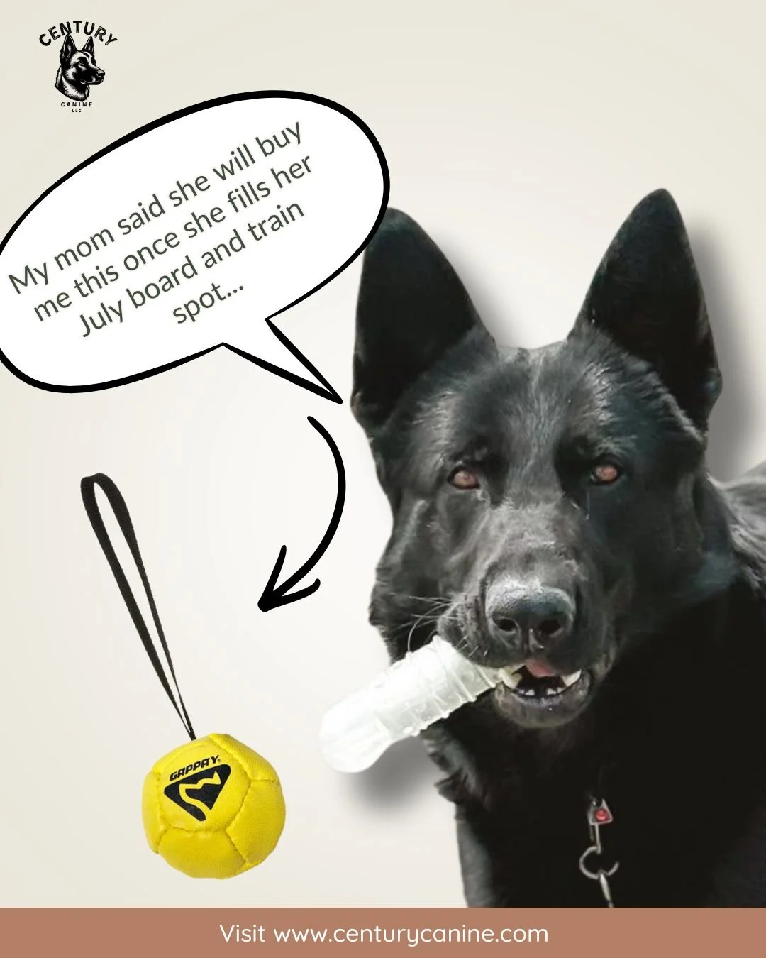 Neo like really, really needs this ball tug. I told him I would get it for him once we book the second July slot for board and trains.... no pressure.

😂
Looking for someone to watch your dog while you go on vacation in July? Why not get them traine