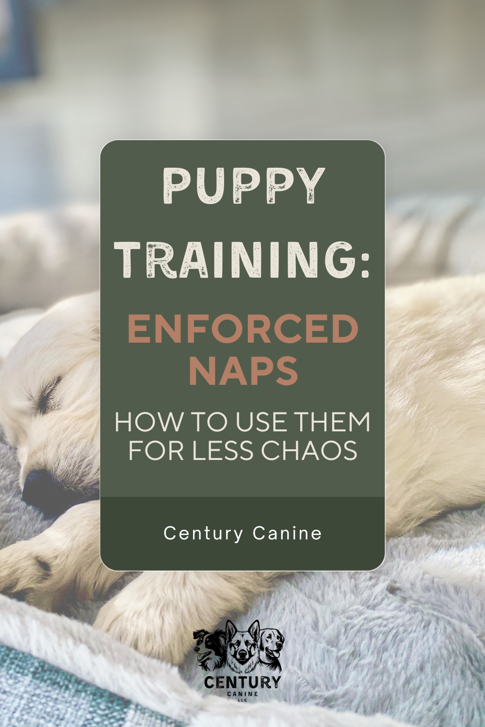 enforced naps for puppy training