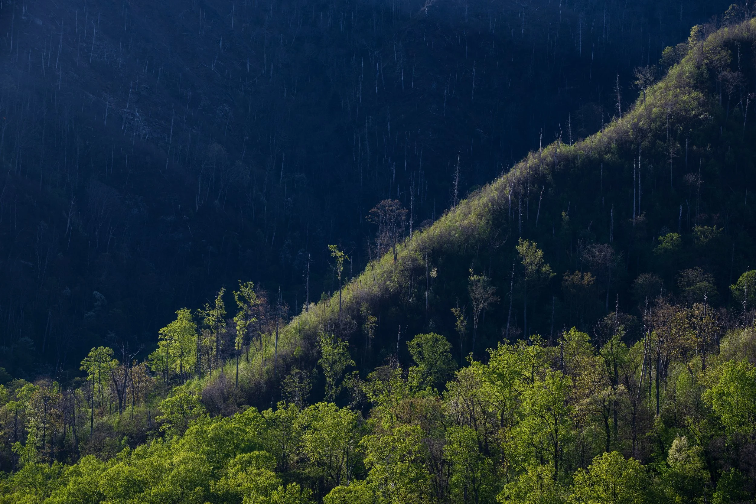 _DSC6303-1.jpg
