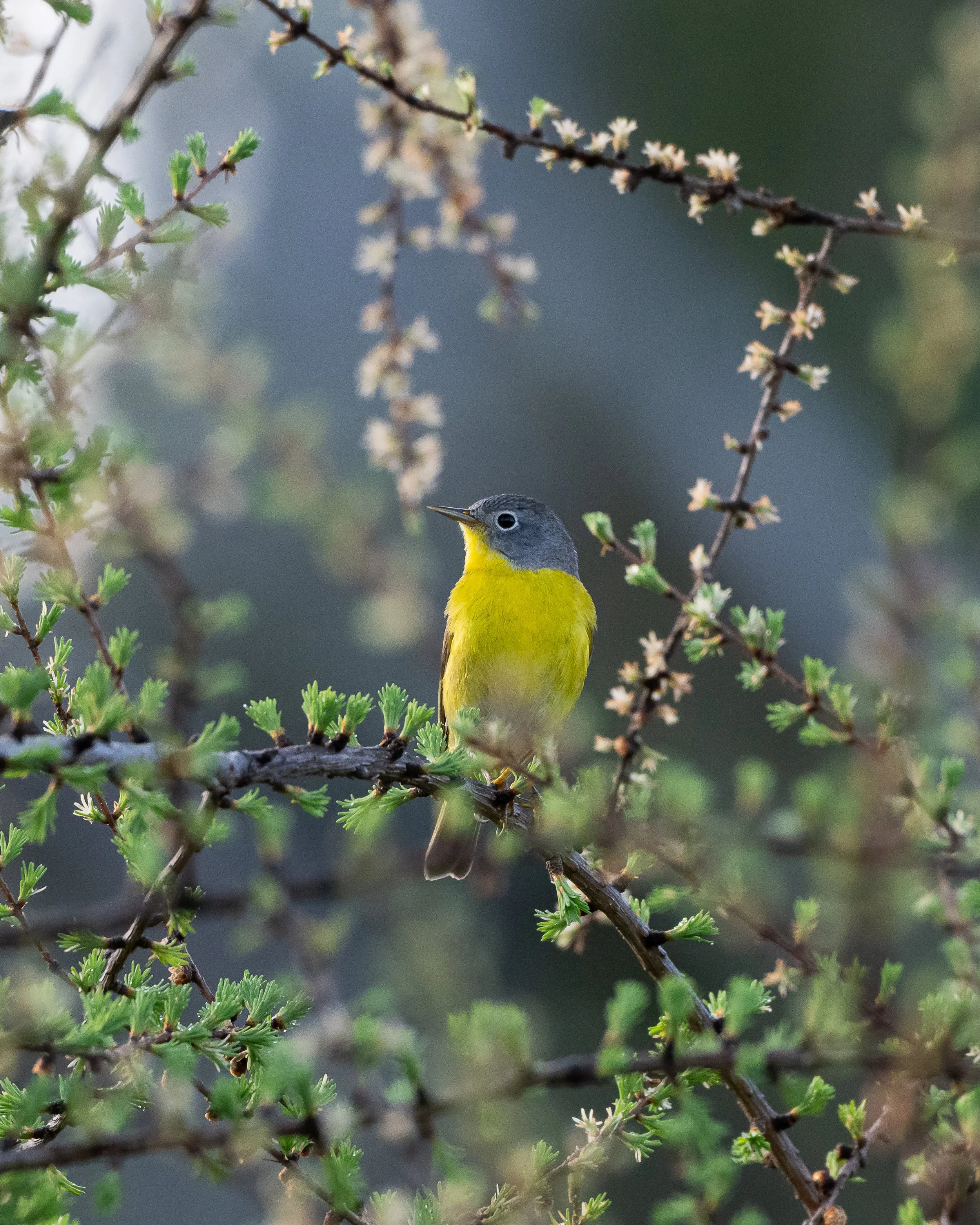 _DSC3316-1.jpg