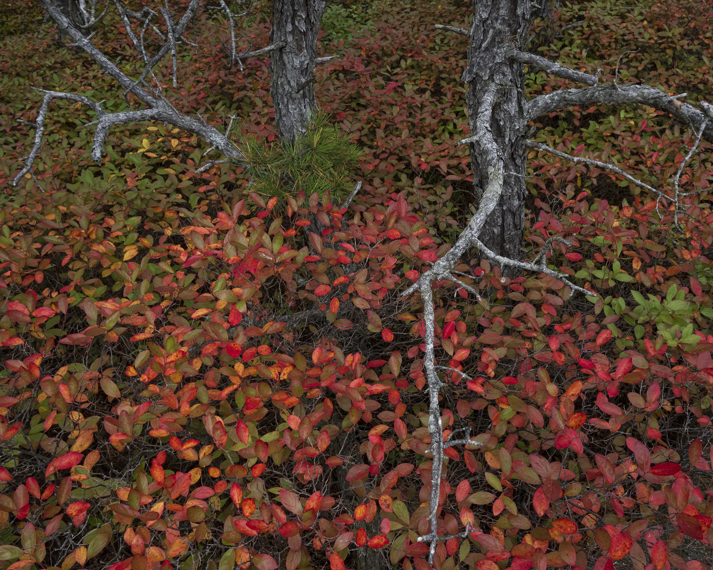 _DSC9975-2.jpg