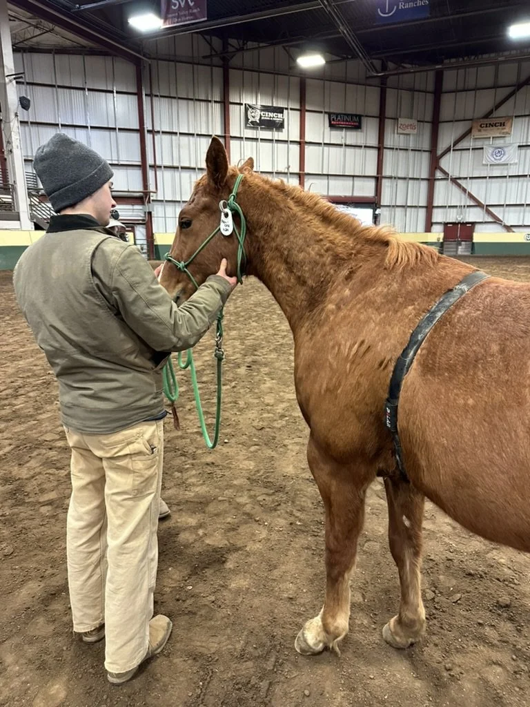 A young person wearing a gray beanie and khaki jacket is holding and gently touching the face of a brown horse with a green halter inside an indoor riding arena. The arena has a dirt floor and metal walls with advertisements.