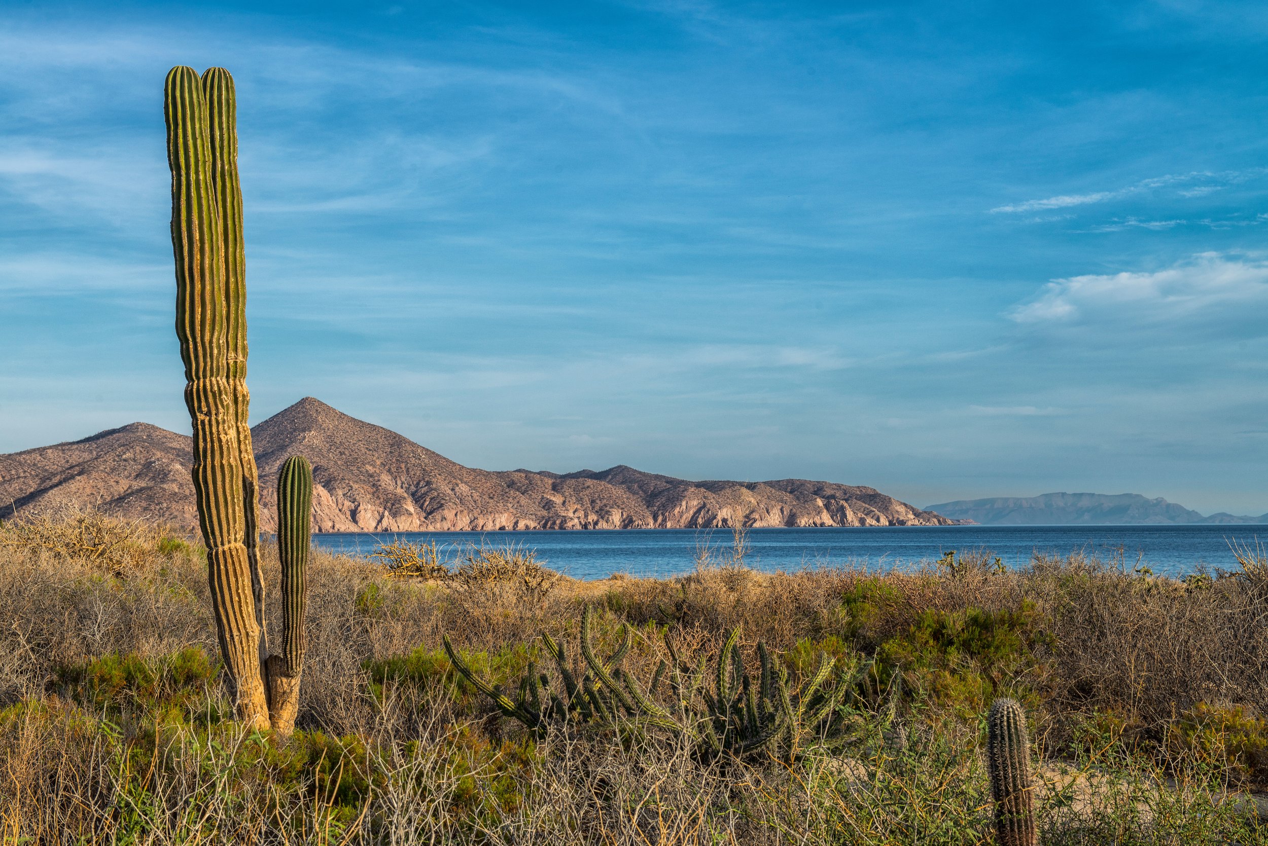 San José del Este, Baja California Sur landscape with cacti in foreground, mountain in background, body of water, and blue sky with some clouds.