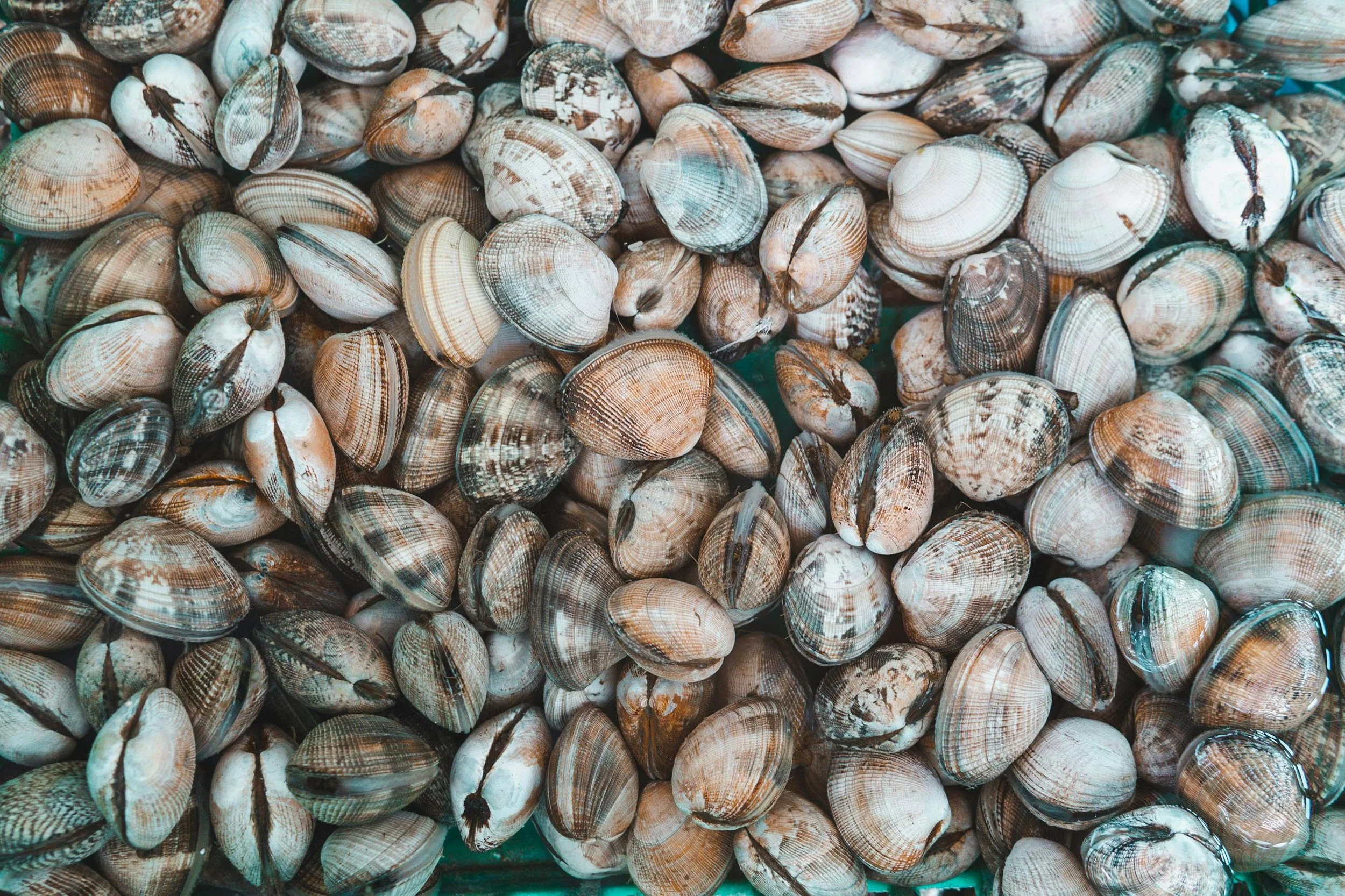 Clam Fritter Supper