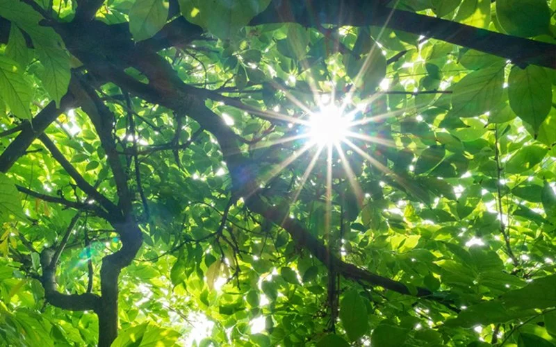 Sunlight shining through green tree leaves and branches in a forest.