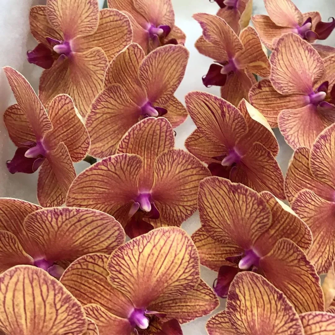 ORCHID PHALAENOPSIS STEM (add on)