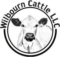 Wilbourn Cattle