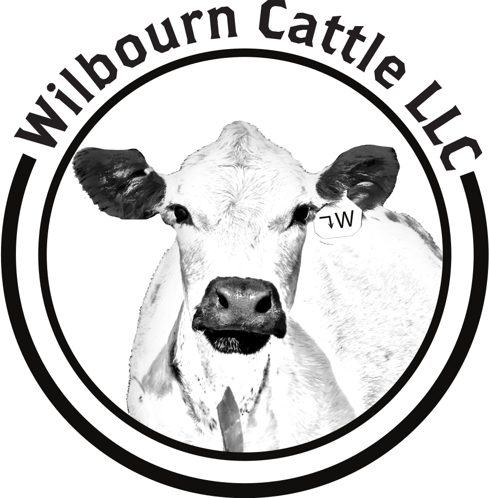Wilbourn Cattle
