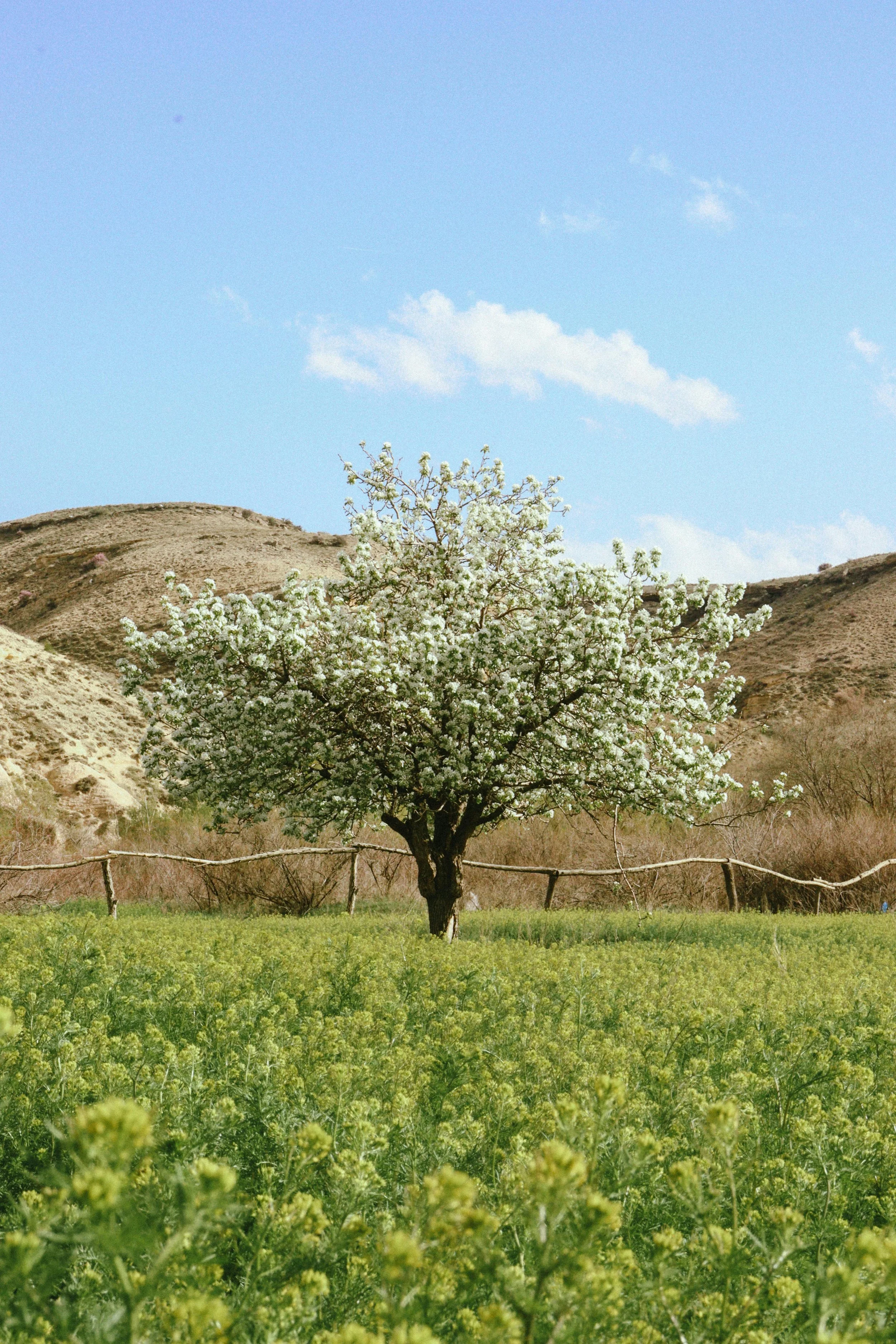 The Ache of Becoming: Spring, the Wood Element &amp; the Art of Growing Through Discomfort