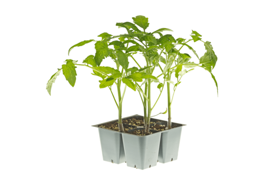pngtree-tomato-seedlings-ready-for-transplanting-garden-png-image_10110989.png