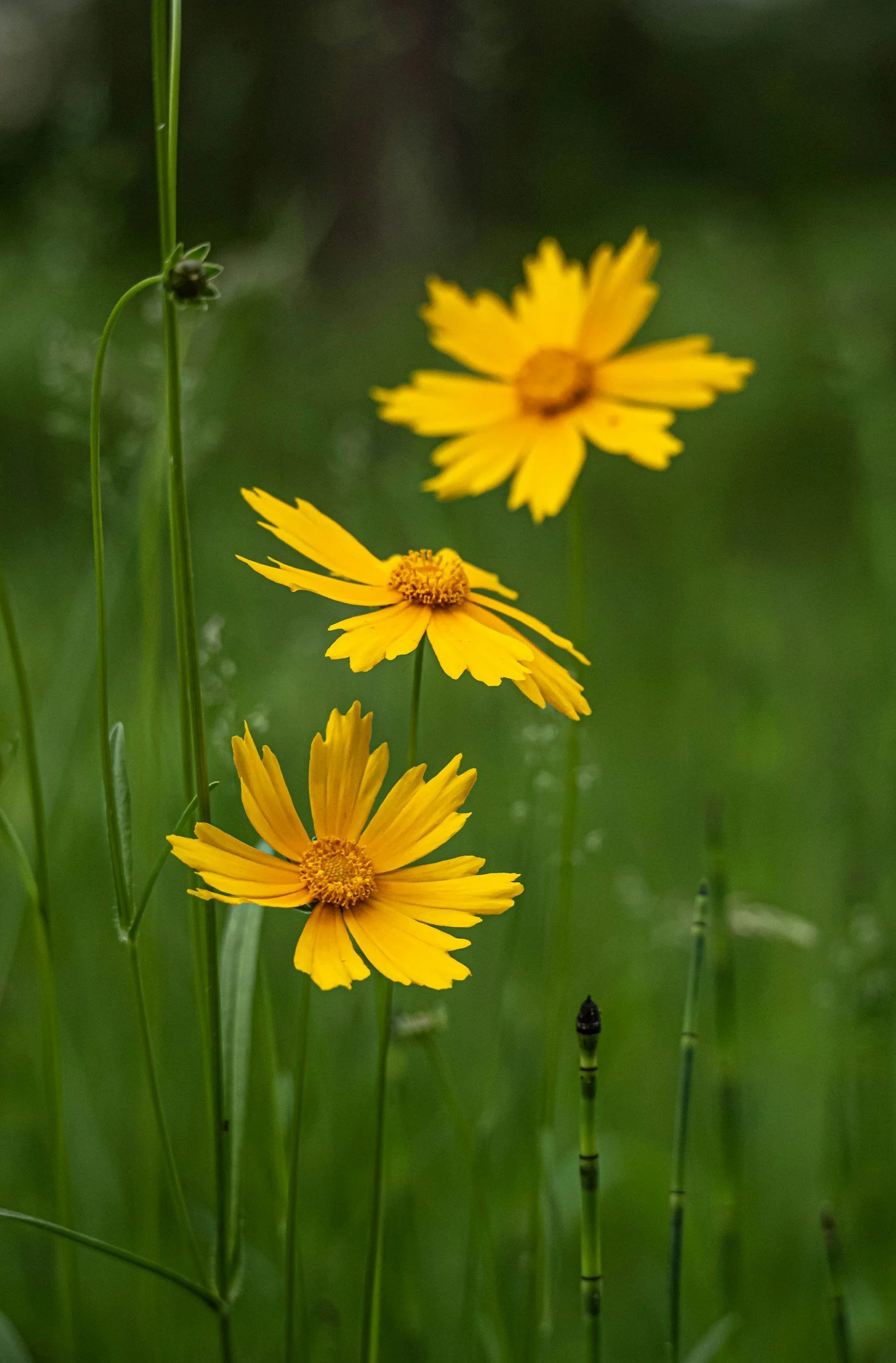 Three yellow wildflowers growing among green grass with a blurred green background.