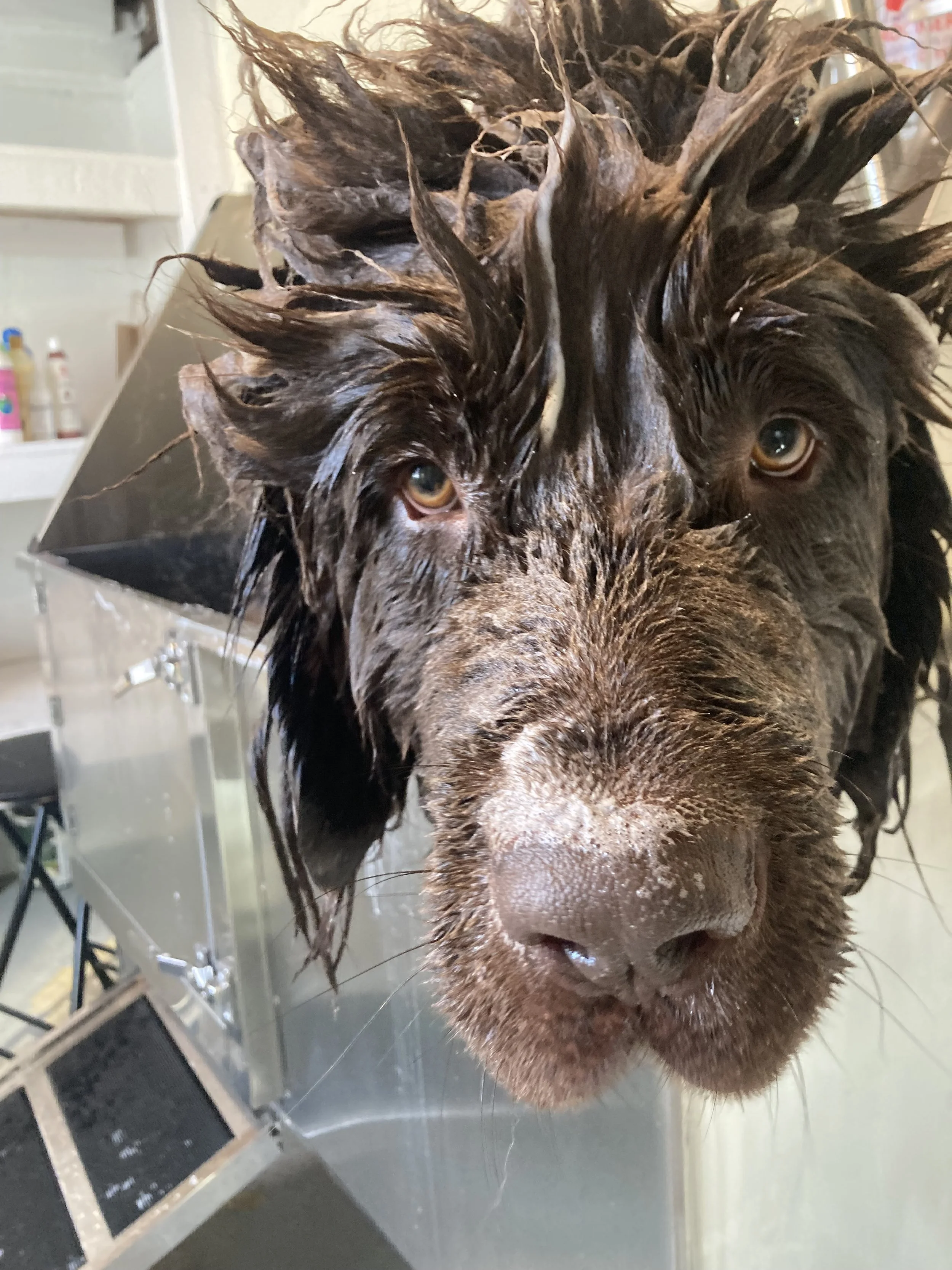 Big brown dog being groomed