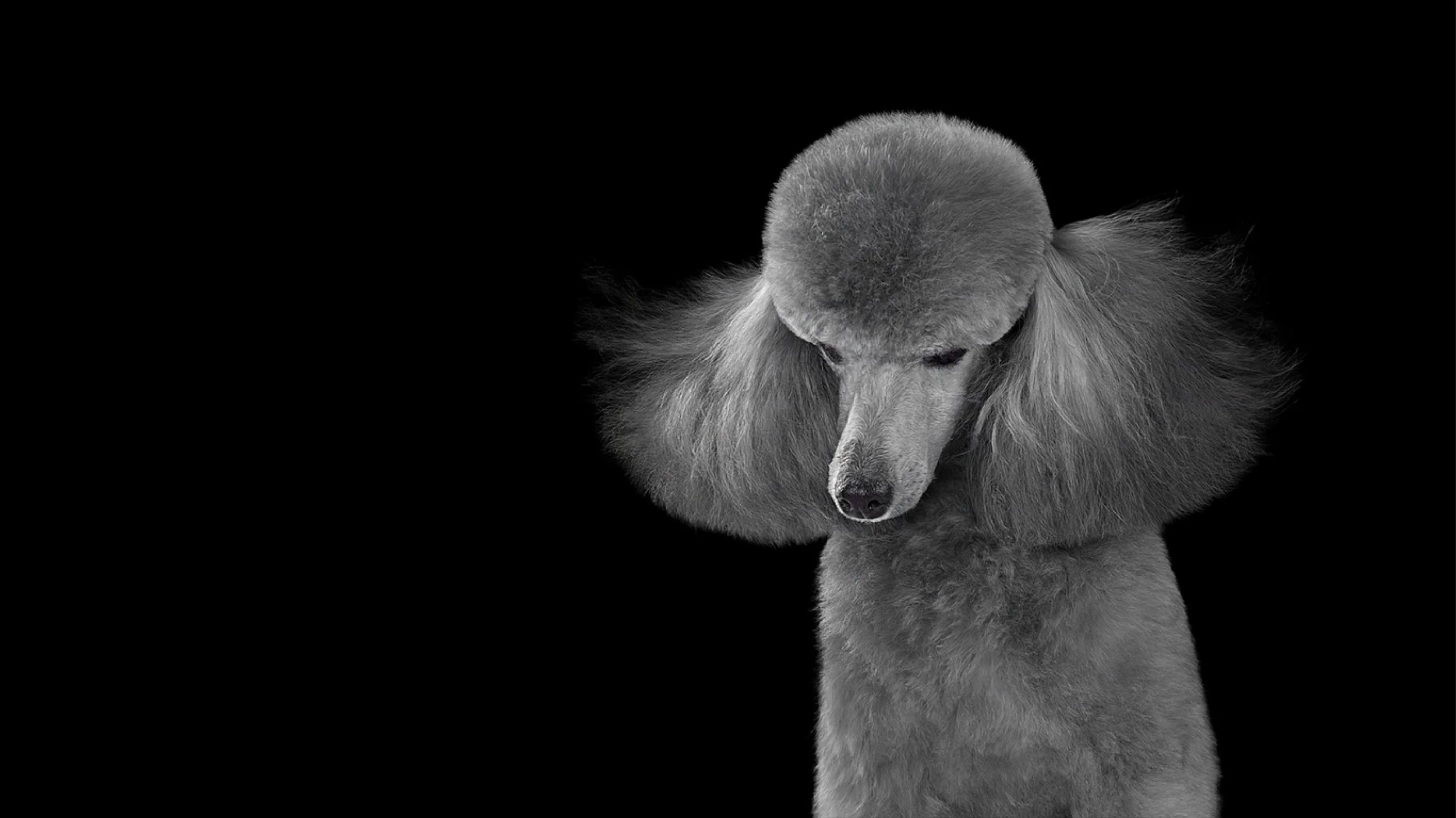 Black and white photo of a groomed poodle