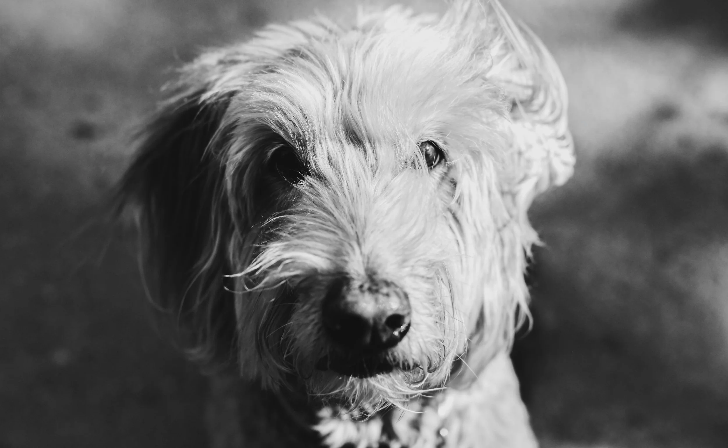 Dog groomed by Fur in Chagrin Falls