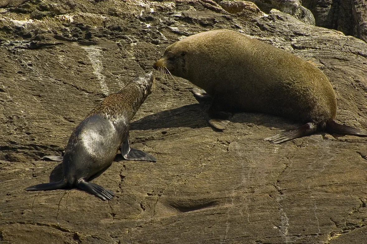 Fiordland Expeditions