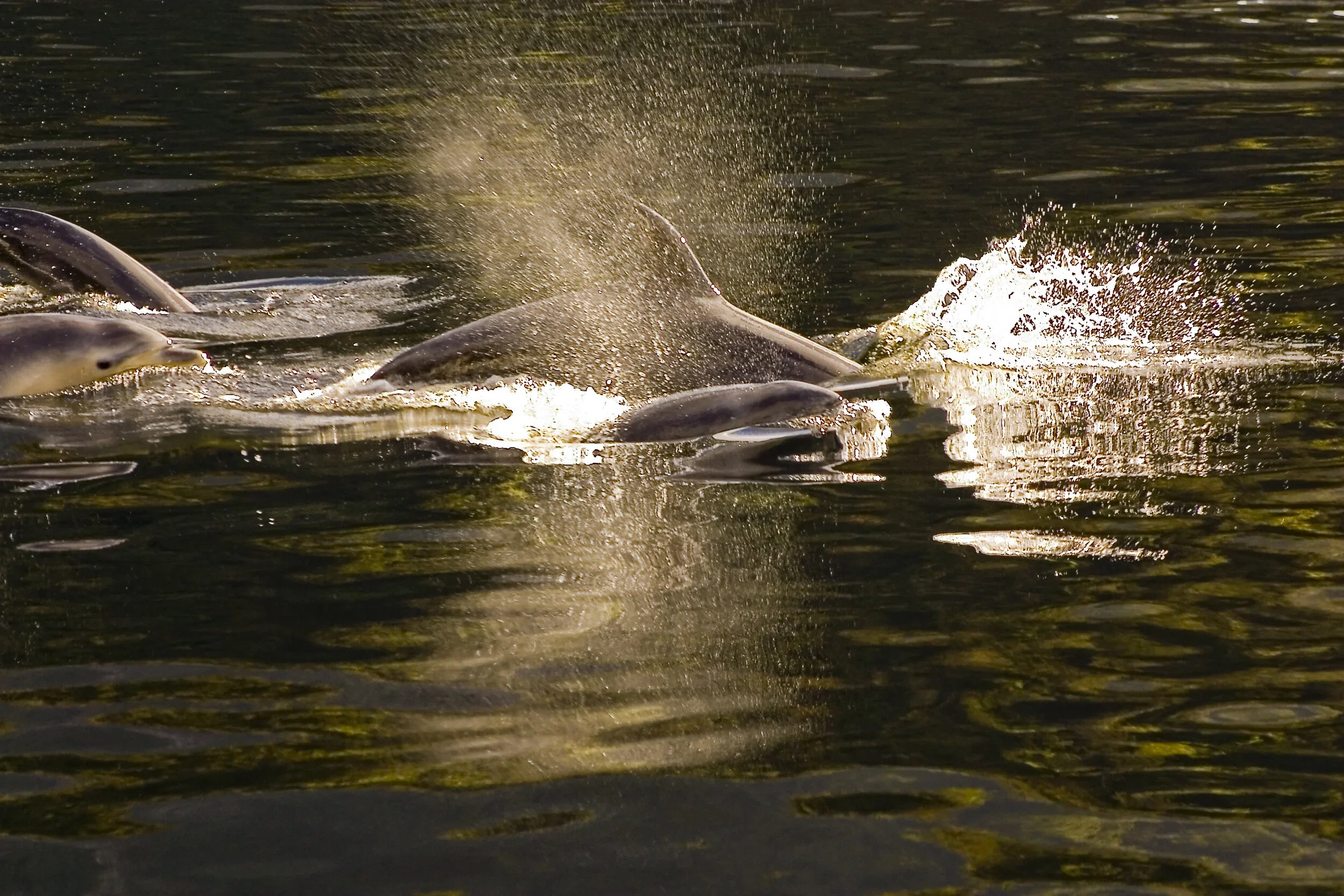 Fiordland Expeditions