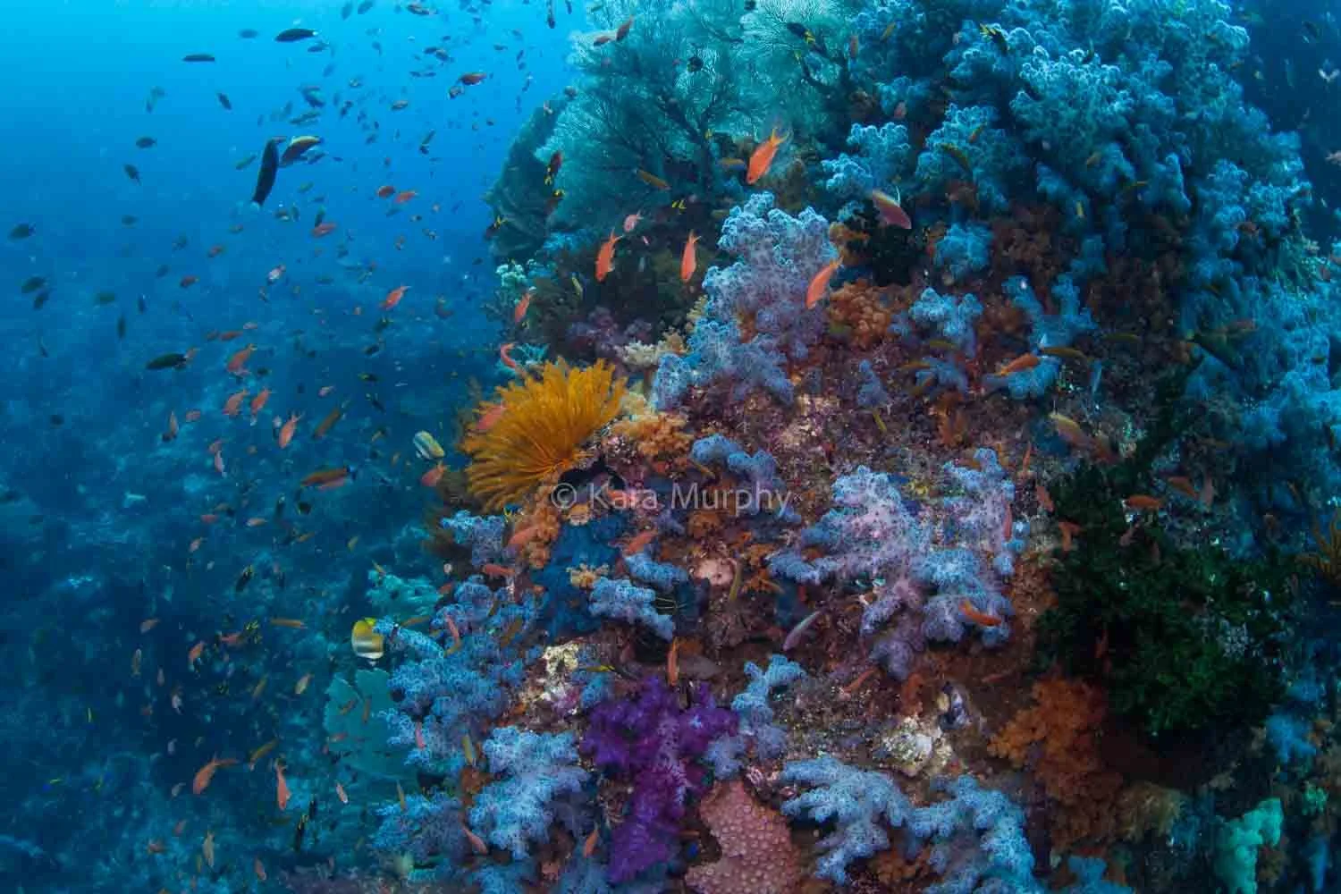 Whale Rock's beautiful underwater world, Raja Ampat. Indonesia.