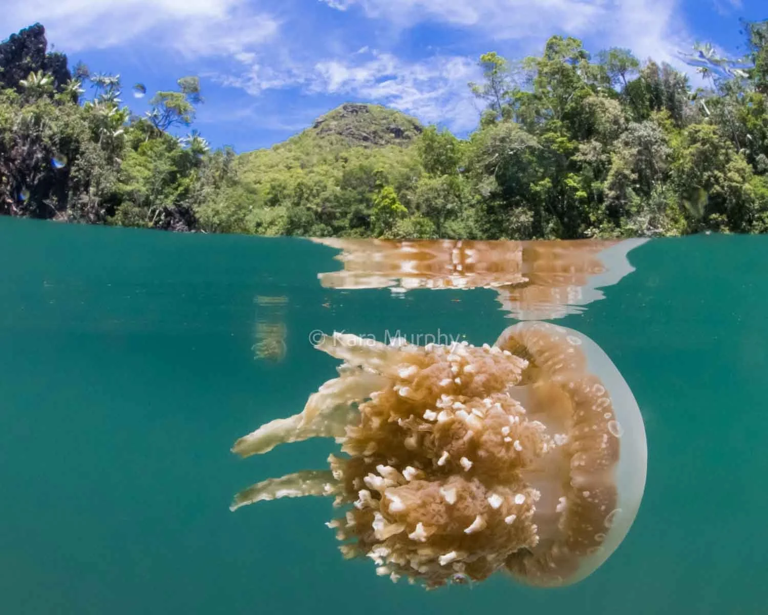 Jellyfish, with a sting so mild it's undetectable, inhabit a lake in Misool, Raja Ampat.