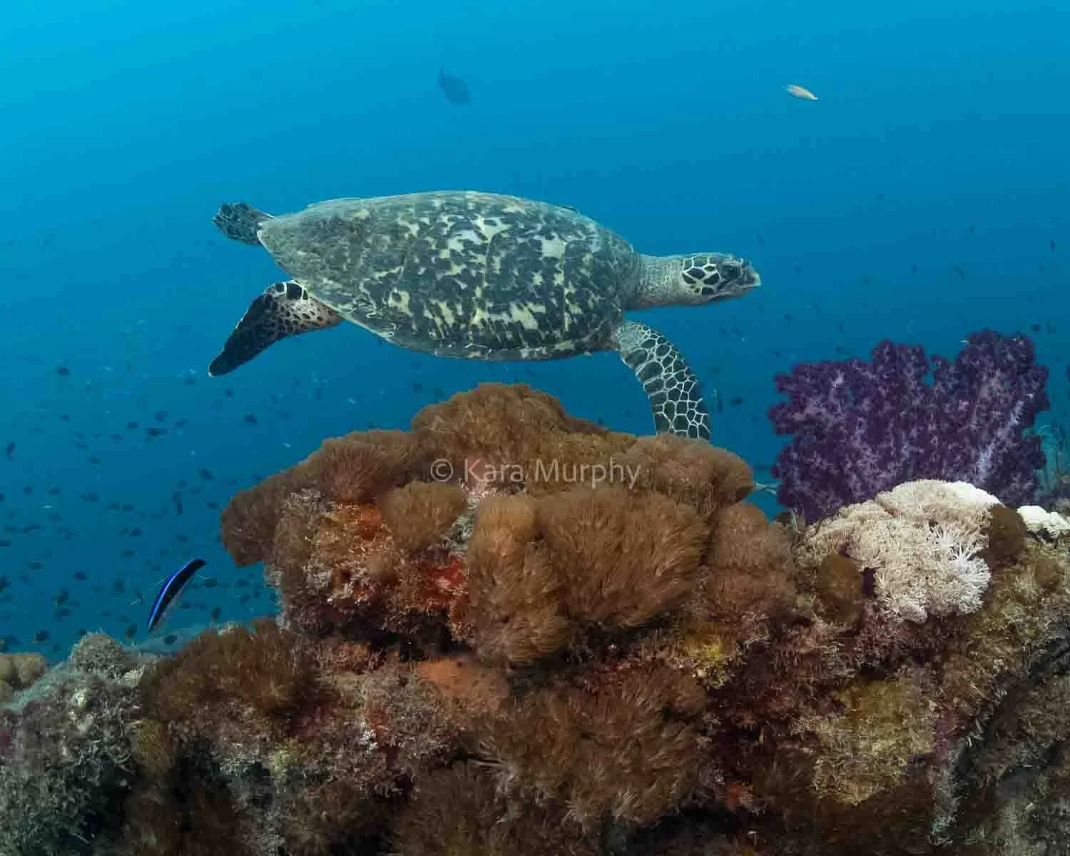 A hawsbill turtle swims along the Yongala Wreck, Great Barrier Reef Marine Park, Queensland, Australia.
