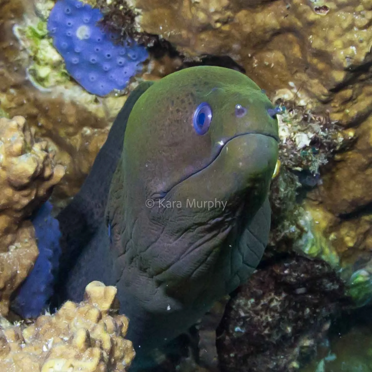 Moray eel, Raja Ampat.