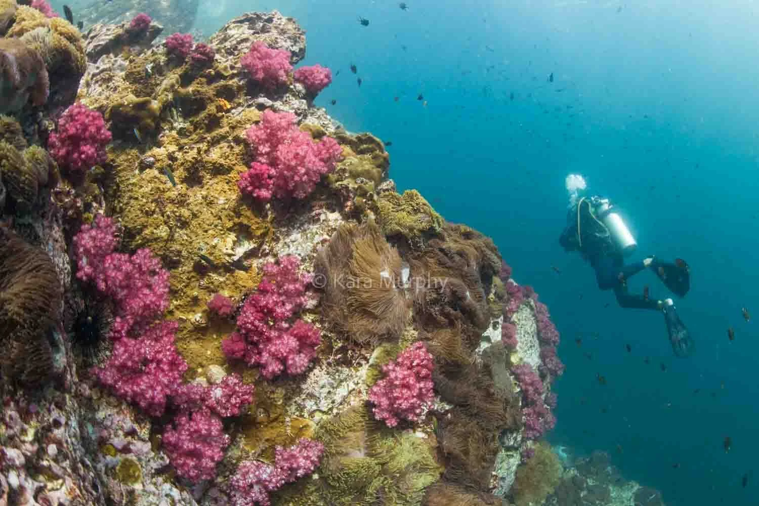 Diving Three Islets, Mergui archipelago, Myanmar