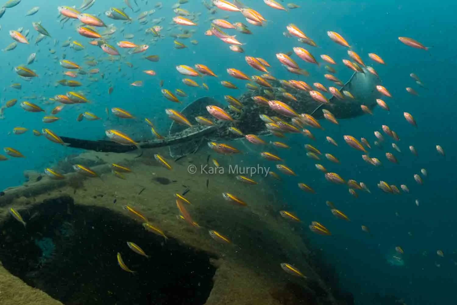 A marbled ray swims over the Yongala Wreck, Great Barrier Reef Marine Park, Queensland, Australia.