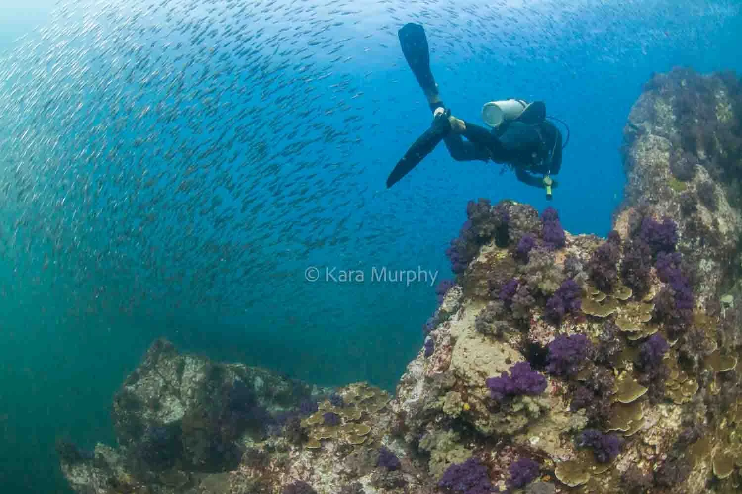 A diver explores Western Rocky.