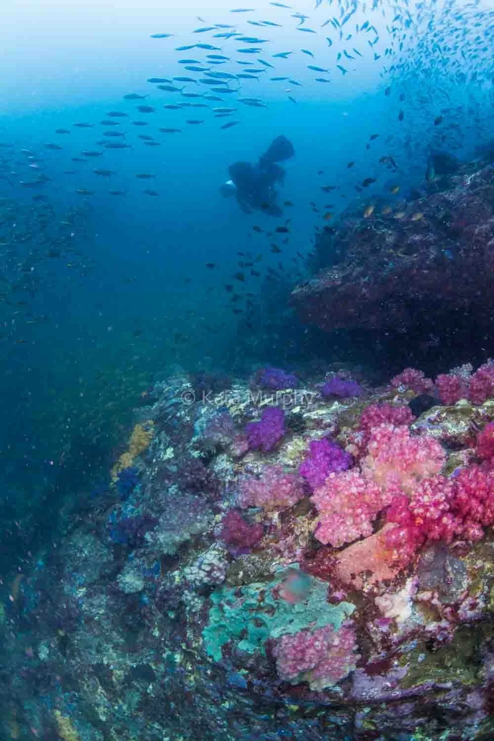 A divers explores the North Rock dive site.