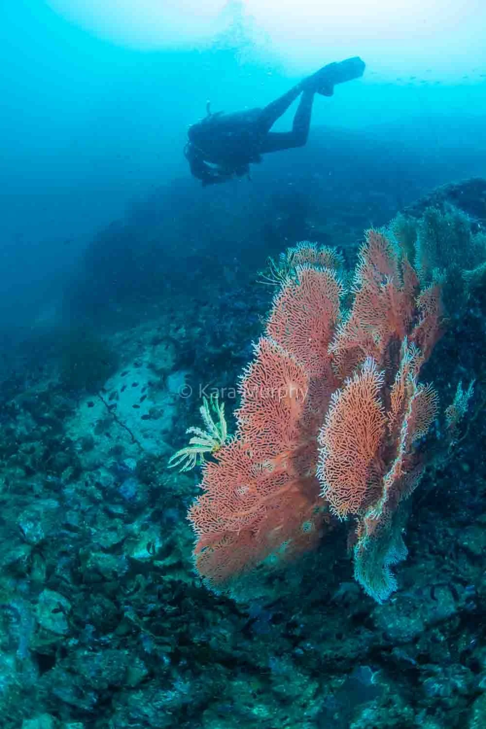 Diving Three Islets, Mergui archipelago, Myanmar