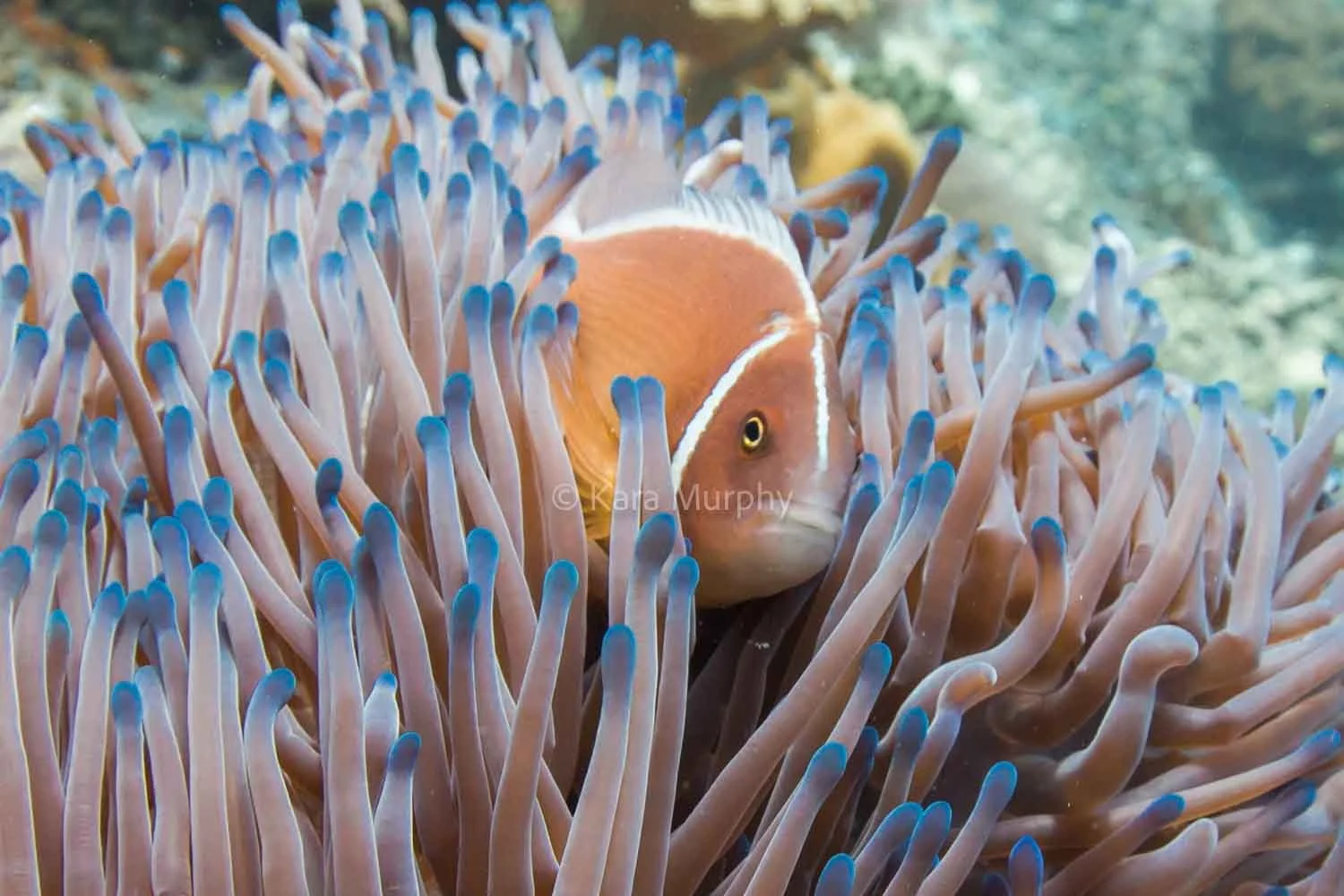 Pink anemonefish, Batu Rufus dive site, Penemu Island, Raja Ampat.