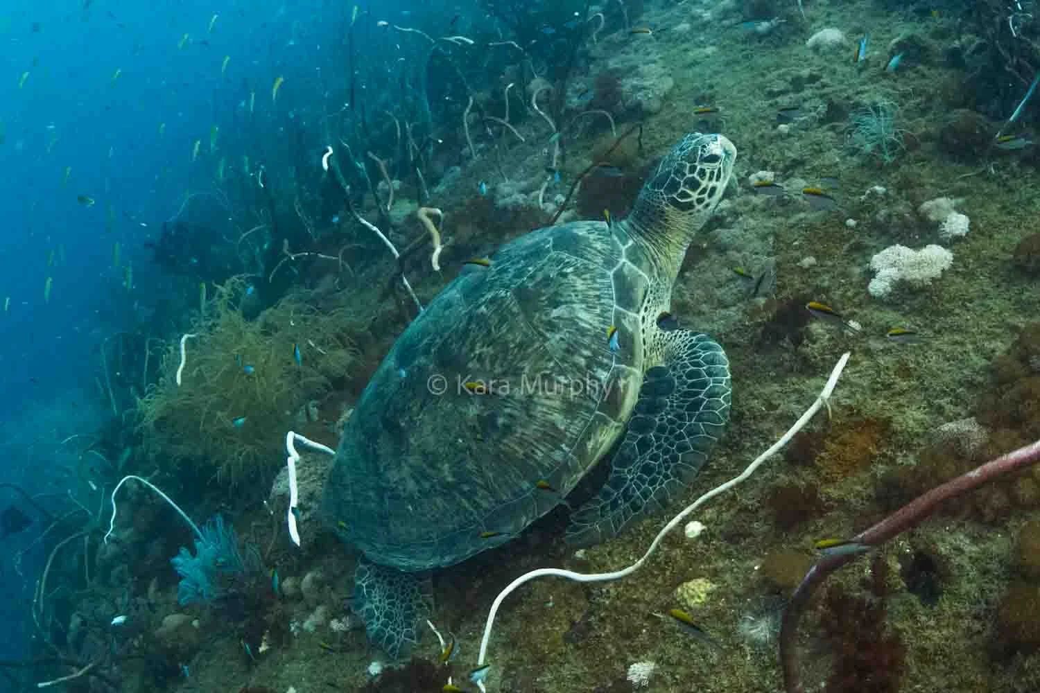 A green turtle rests on the Yongala Wreck, Great Barrier Reef Marine Park, Queensland, Australia.