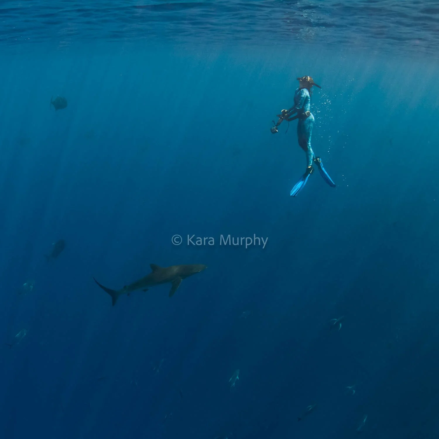 A free diver ascends after spotting a silky shark off Christmas Island.