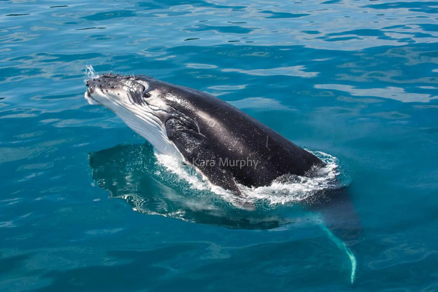 A humpback whale, Moreton Bay Marine Park.