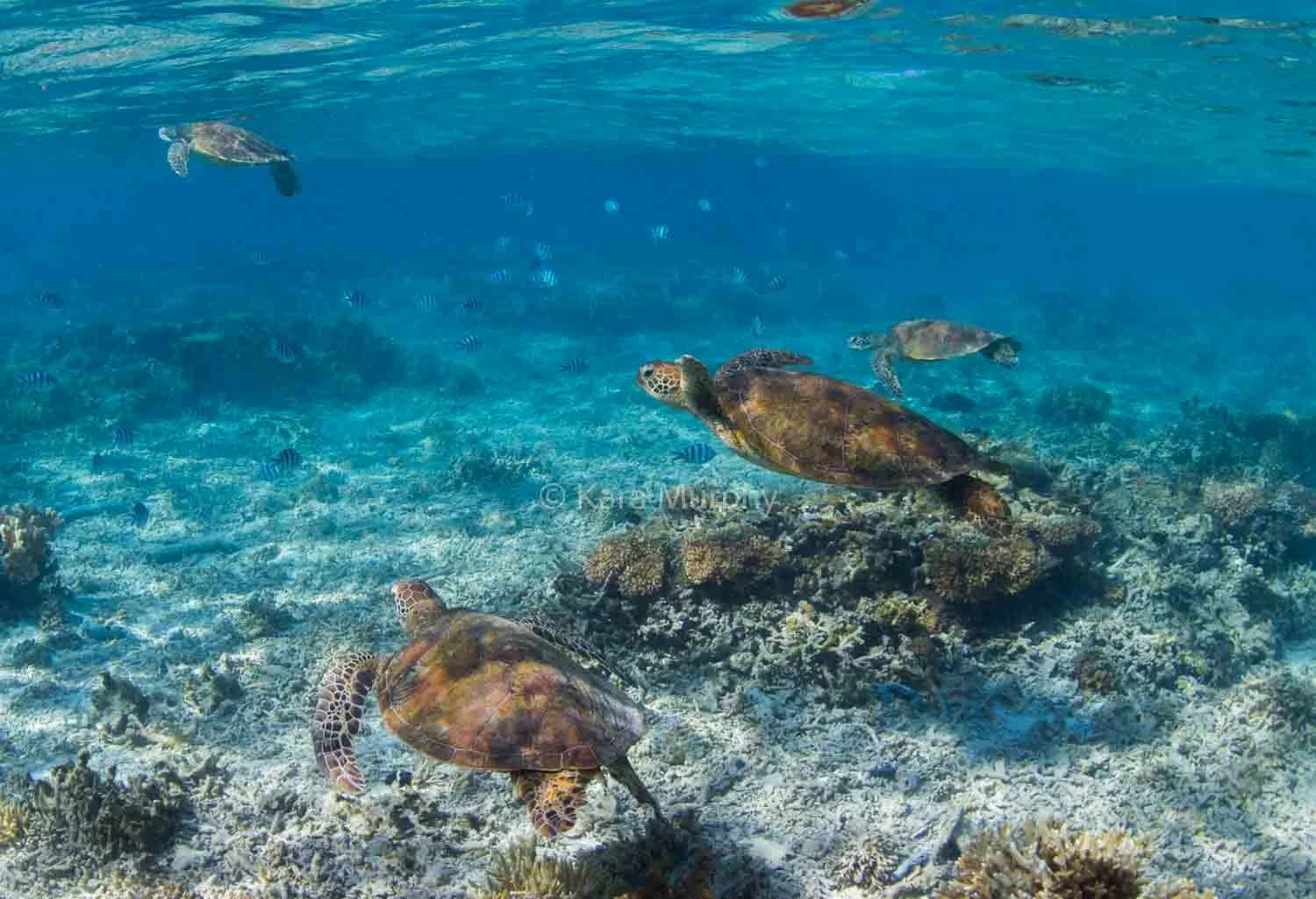 Green sea turtles congregate in the Lady Elliot Island lagoon.