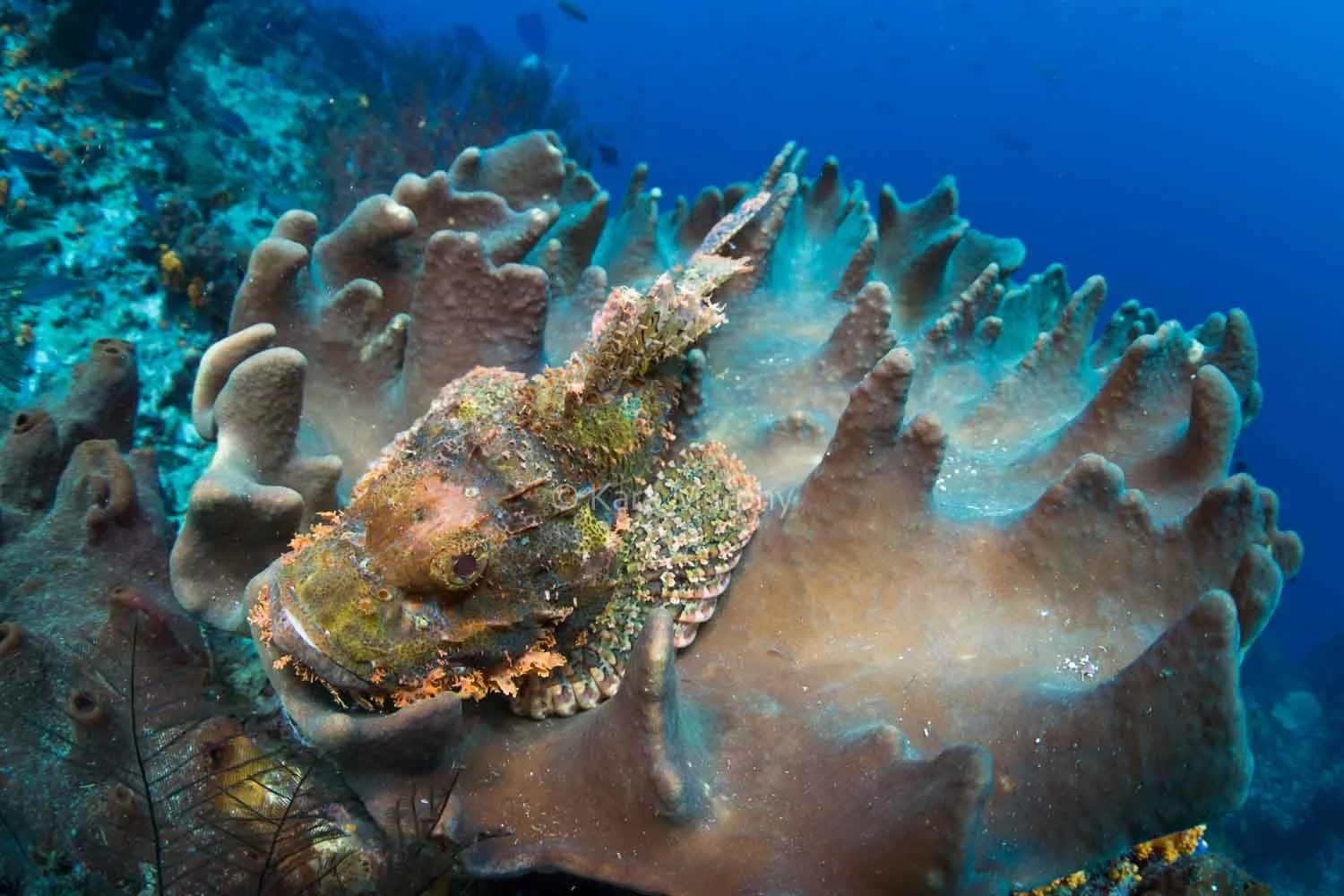 Papuan scorpionfish, Dunia Kecil dive site, Penemu Island, Raja Ampat