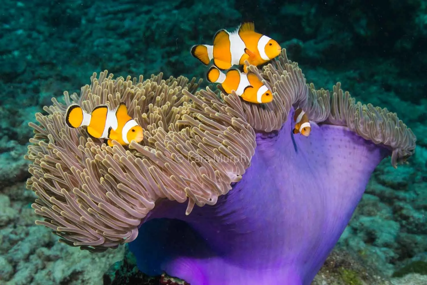 Anemonefish swim close to their anemone, Similan Islands.