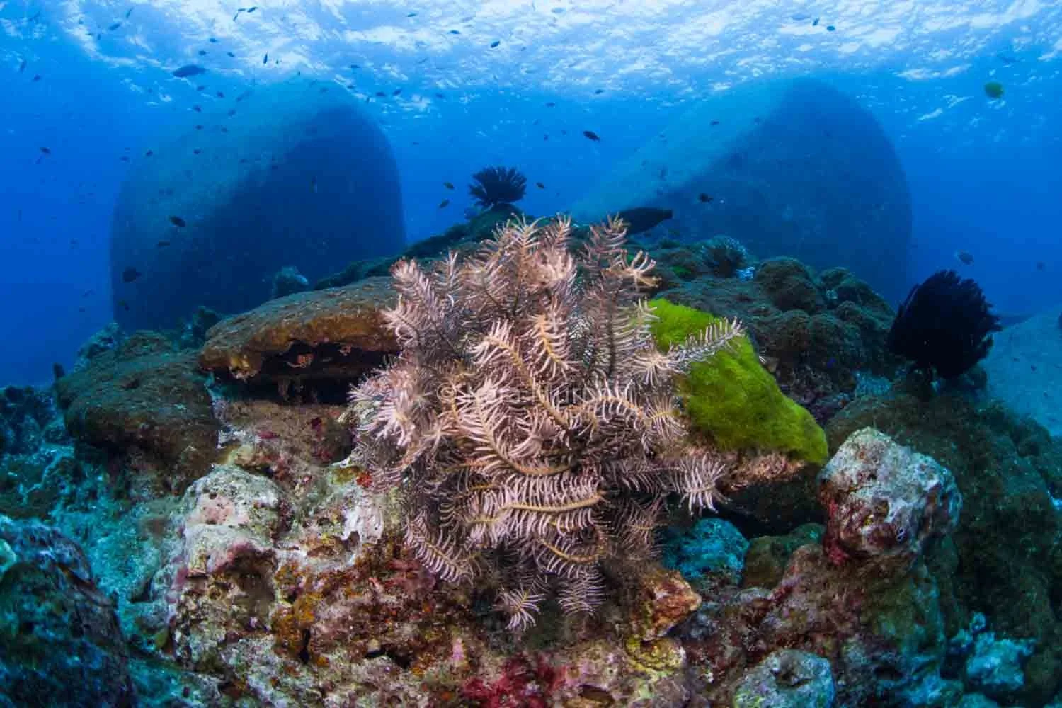 The Similan Islands are known for their boulders - above and below the water.