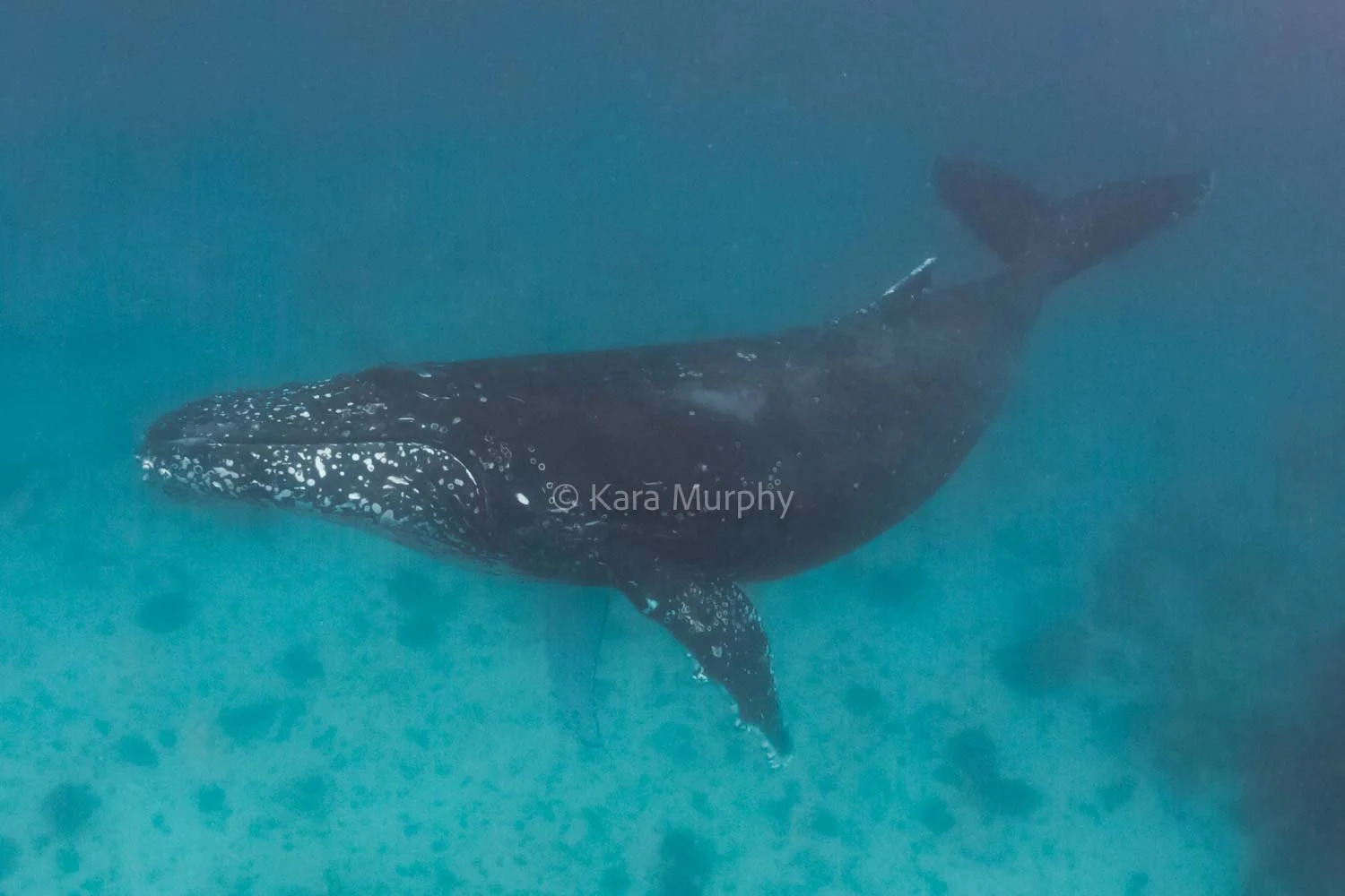 A humpback whale, Lady Elliot Island.