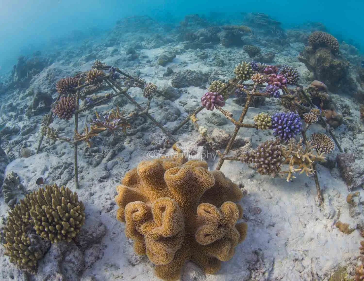 Coral frames at Four Seasons Kuda Huraa grow near life beneath the waves.