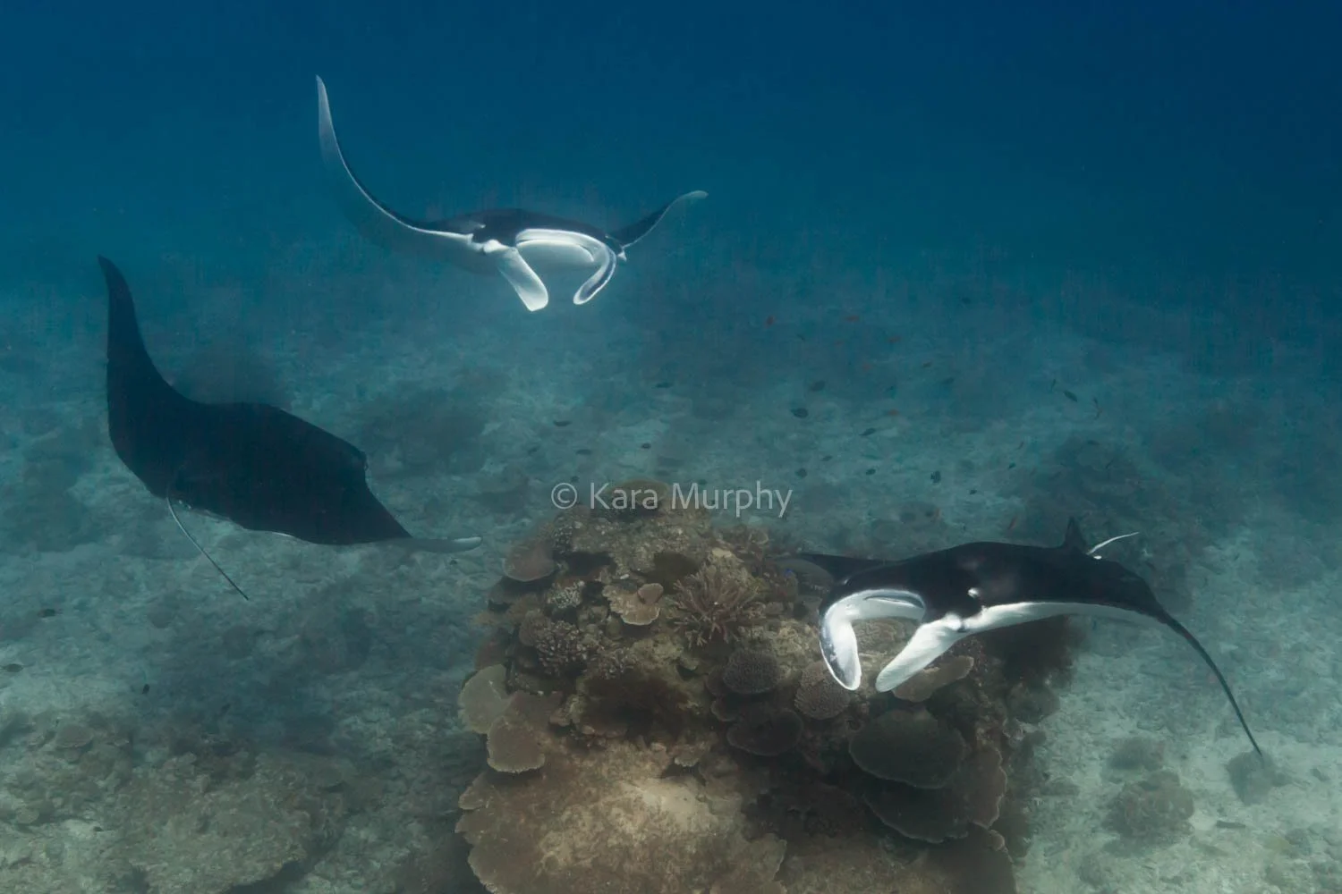 Manta rays circle a cleaning station, Lady Elliot Island.