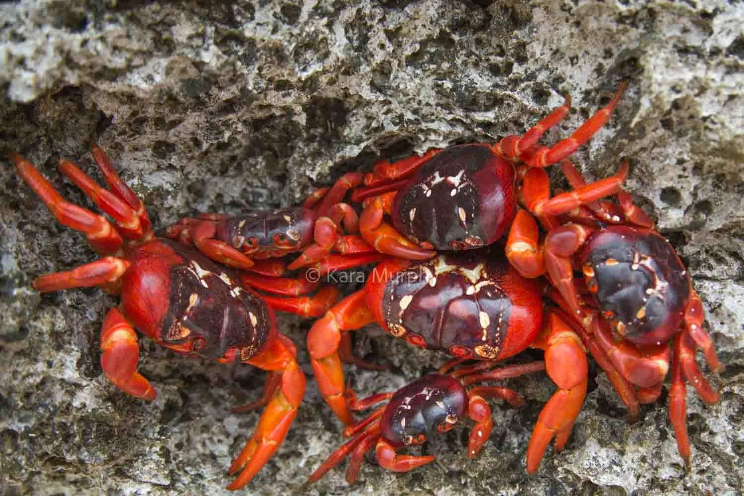 Red crabs can be seen all along the coast during Christmas Island's annual red crab migration.