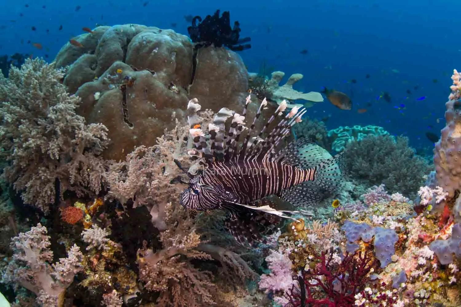 A lionfish swims at a Misool dive site, Raja Ampat.