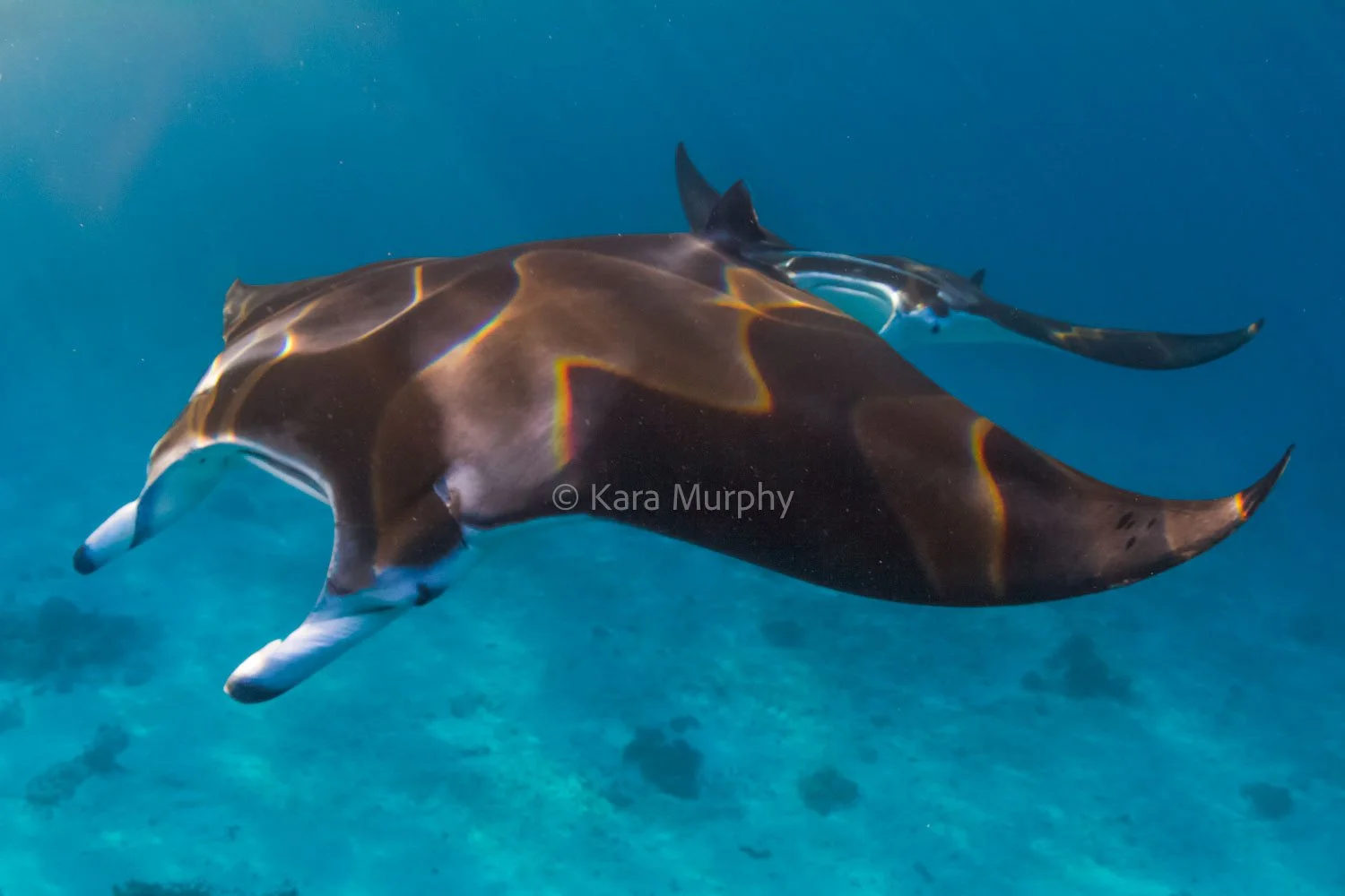 Manta rays, Lady Elliot Island.