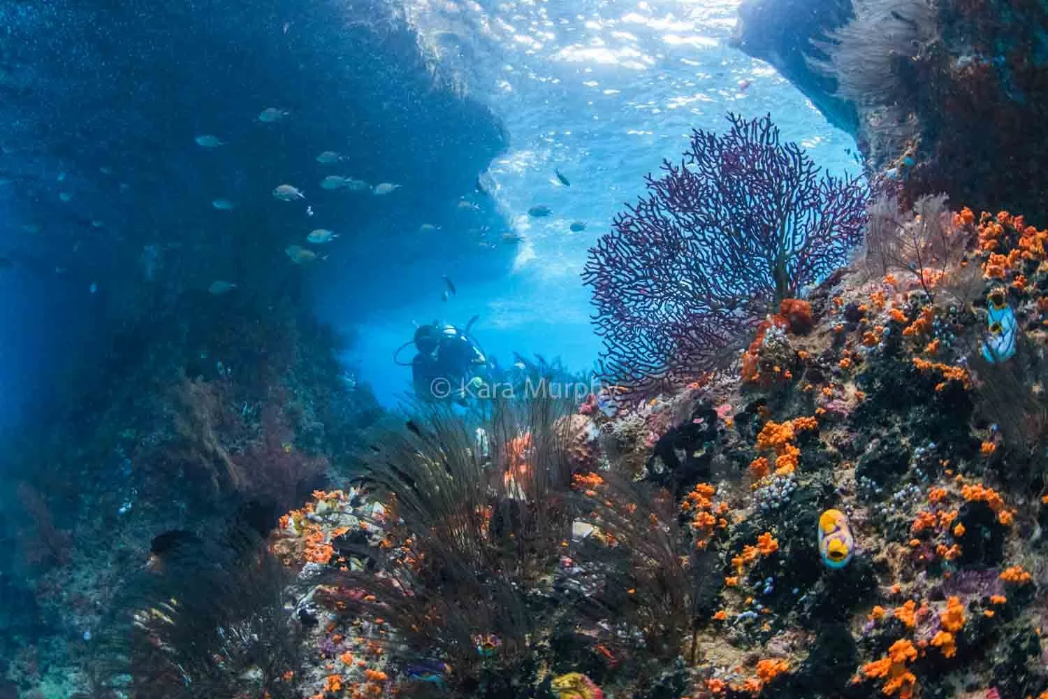 A scuba diver explores the Dunia Kecil dive site in the Fam Islands, Raja Ampat.