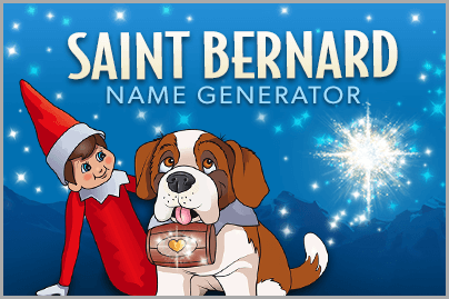 banner-mobile-saint-bernard-name-generator.png