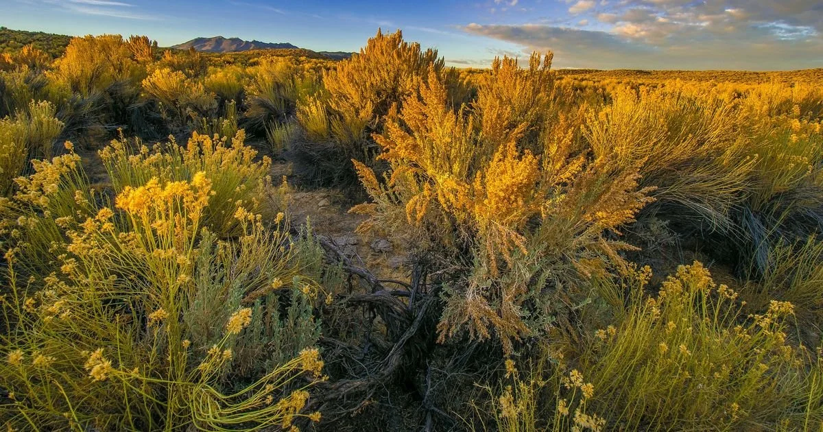 Ecosystem consequences of mosaic hybrid zones