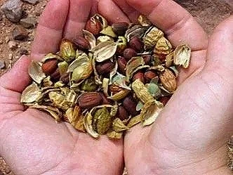 The right seed…