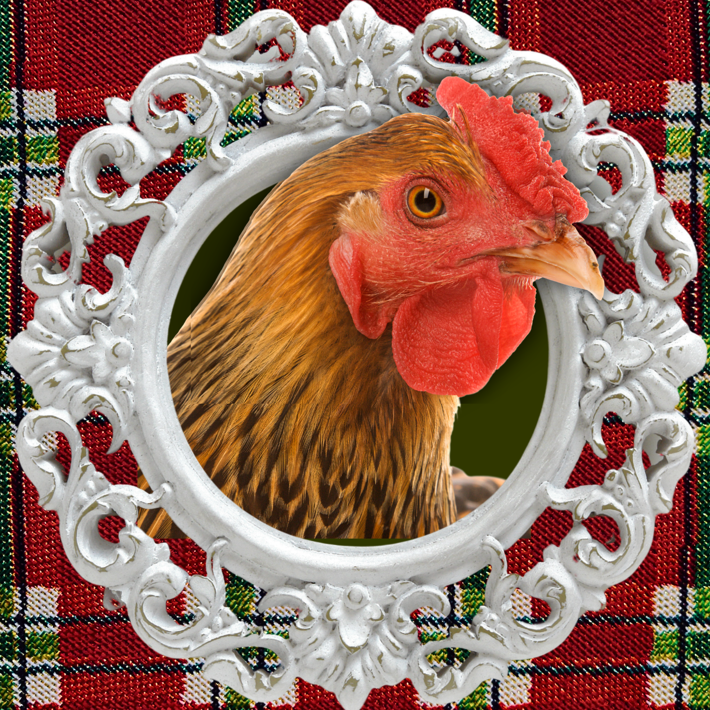 Nativity Chicken