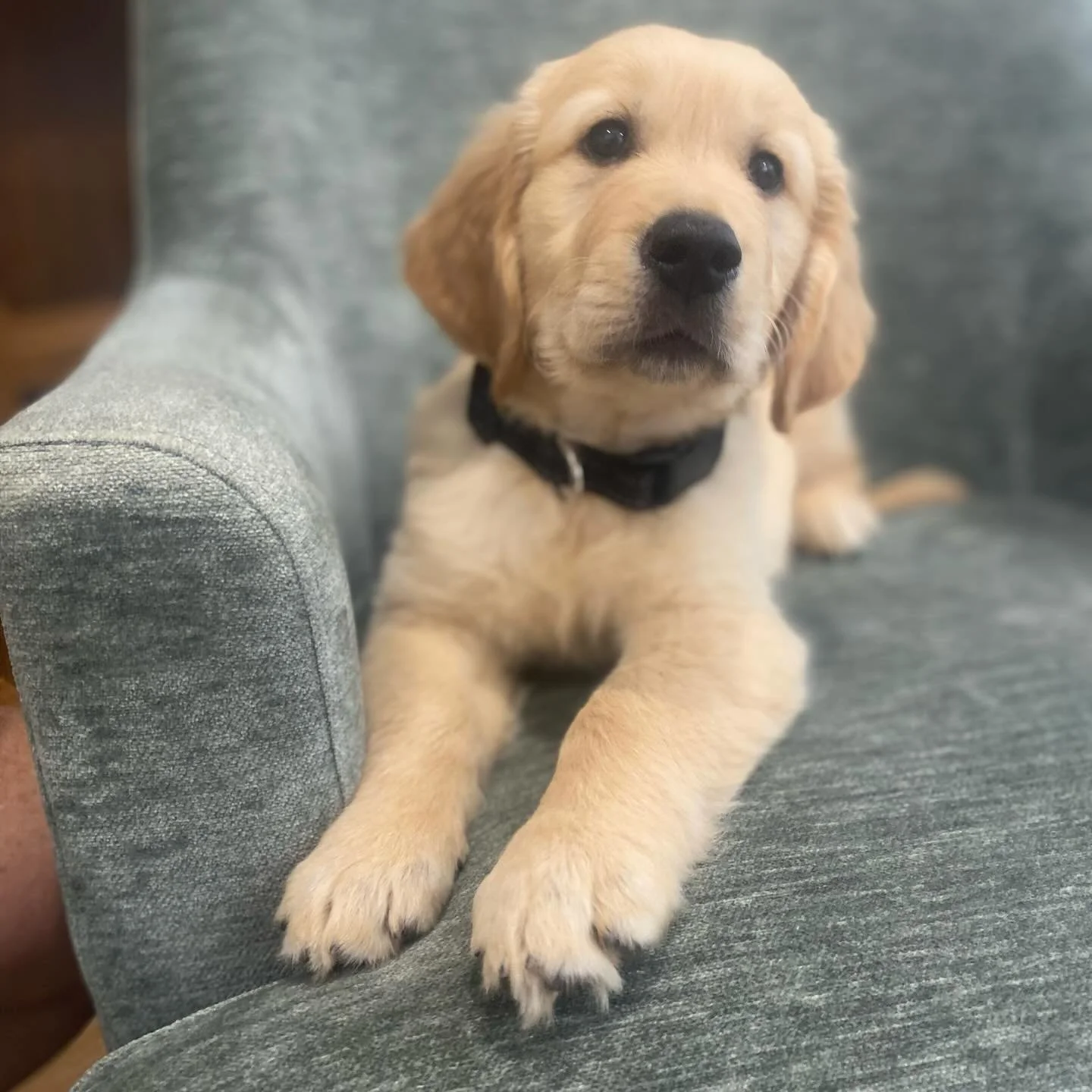 Just look at this goodest boy testing out the therapy couch to confirm he would make the most handsome therapy dog ever!!!!!! Unfortunately he won&rsquo;t be hanging out with me here, he is my little fur brother (my parents new baby) 😍😍 but who els